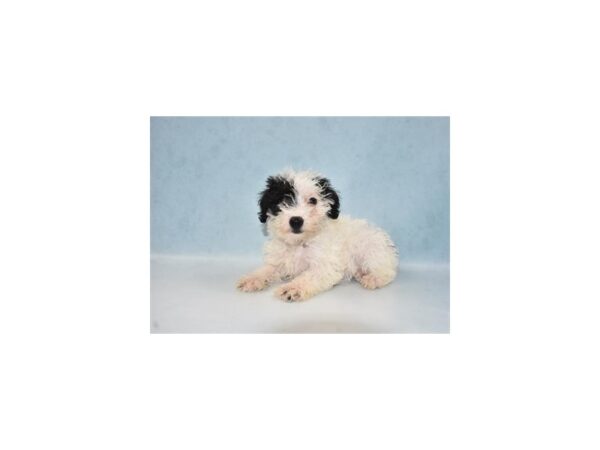 Schnoodle DOG Female Black and White 10903 Petland Henderson, Nevada