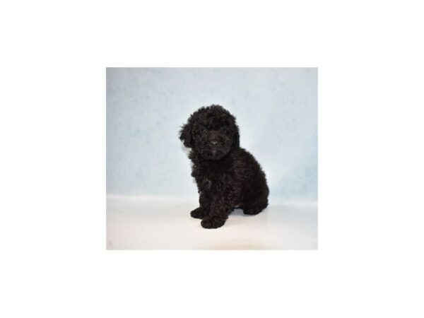 Poodle DOG Male Black 10900 Petland Henderson, Nevada