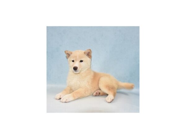 Shiba Inu DOG Female Cream 10901 Petland Henderson, Nevada