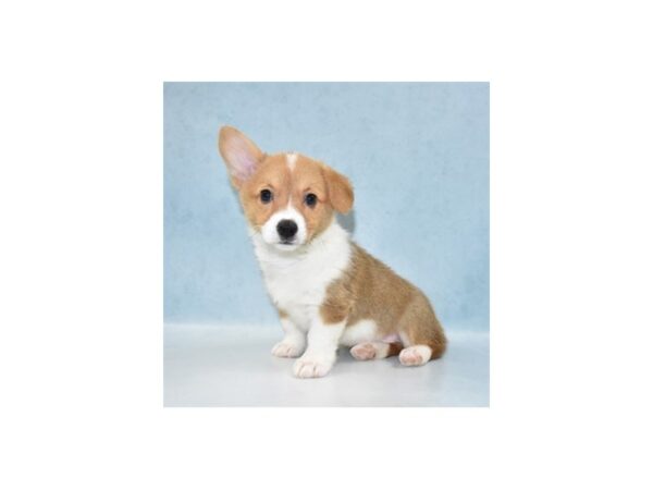 Pembroke Welsh Corgi DOG Female Sable 10899 Petland Henderson, Nevada