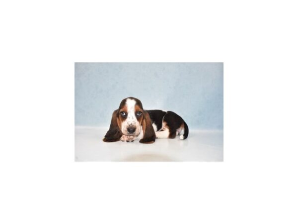 Basset Hound DOG Female Black White and Tan 10896 Petland Henderson, Nevada