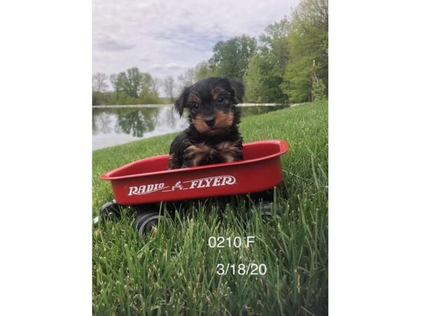 Yorkshire Terrier DOG Female Black / Gold 10904 Petland Henderson, Nevada