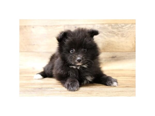 Pomeranian DOG Female Black 10908 Petland Henderson, Nevada