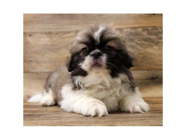 Pekingese DOG Male Fawn Sable 10906 Petland Henderson, Nevada