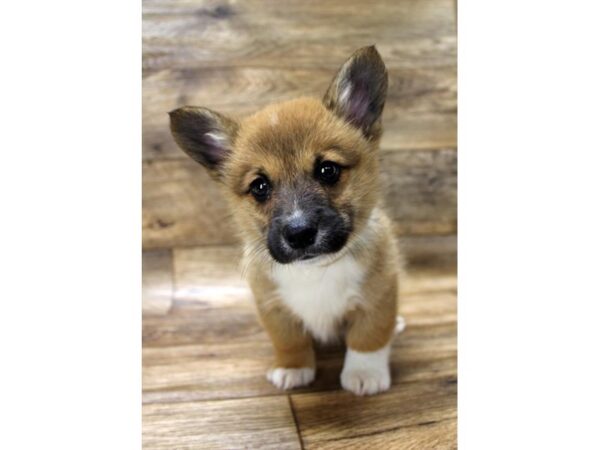 Pembroke Welsh Corgi DOG Male Sable / White 10907 Petland Henderson, Nevada