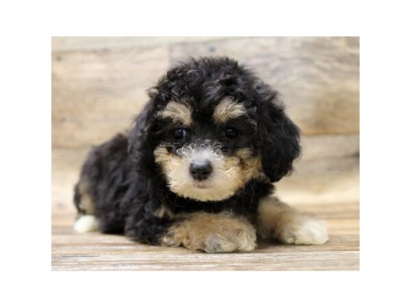 Yorkiepoo DOG Female Black / Tan 10910 Petland Henderson, Nevada