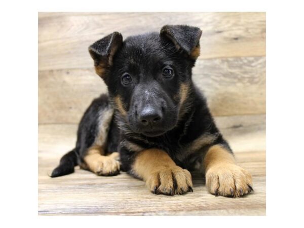 German Shepherd Dog DOG Female Black / Tan 10909 Petland Henderson, Nevada