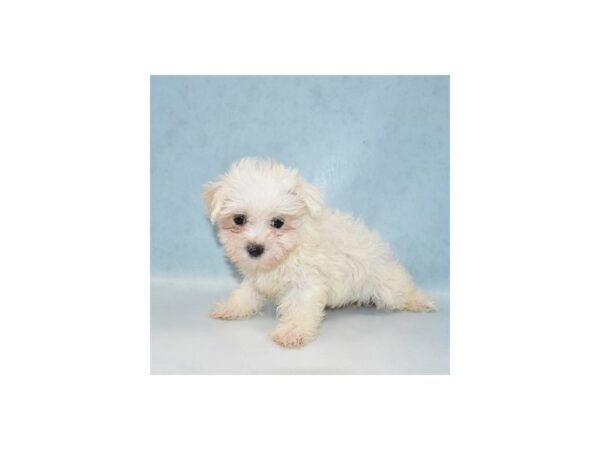 Maltese DOG Female White 10912 Petland Henderson, Nevada