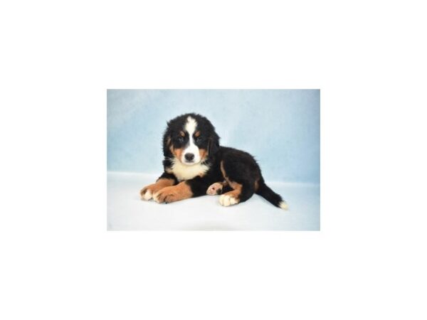 Bernese Mountain Dog-DOG-Male-Black Rust and White-10920-Petland Henderson, Nevada