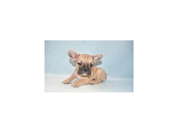 French Bulldog DOG Male Fawn 10911 Petland Henderson, Nevada