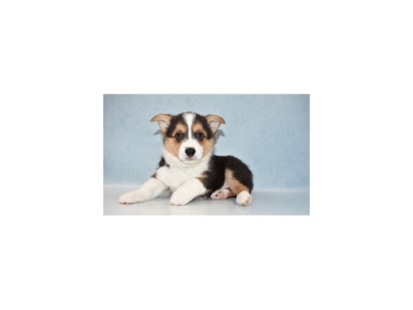 Pembroke Welsh Corgi DOG Male Black and Tan 10914 Petland Henderson, Nevada