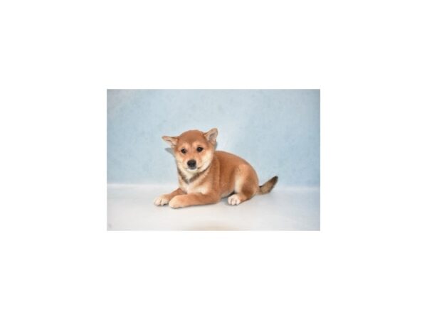 Shiba Inu DOG Female Red 10915 Petland Henderson, Nevada