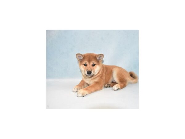 Shiba Inu DOG Male Red 10916 Petland Henderson, Nevada