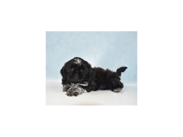 Shih Tzu DOG Male Black 10917 Petland Henderson, Nevada