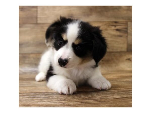 Papillon DOG Female Black / White 10925 Petland Henderson, Nevada