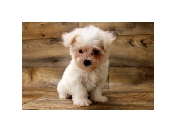 Maltese DOG Male White 10924 Petland Henderson, Nevada