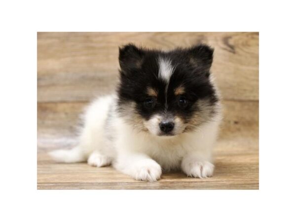 Pomeranian-DOG-Female-Black / Tan-10926-Petland Henderson, Nevada
