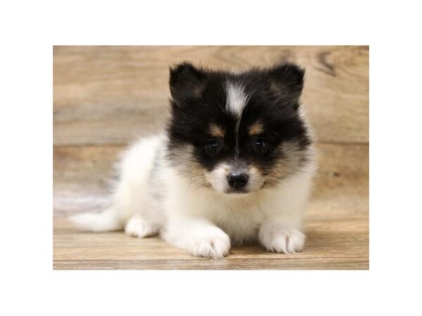 Pomeranian DOG Female Black / Tan 10926 Petland Henderson, Nevada