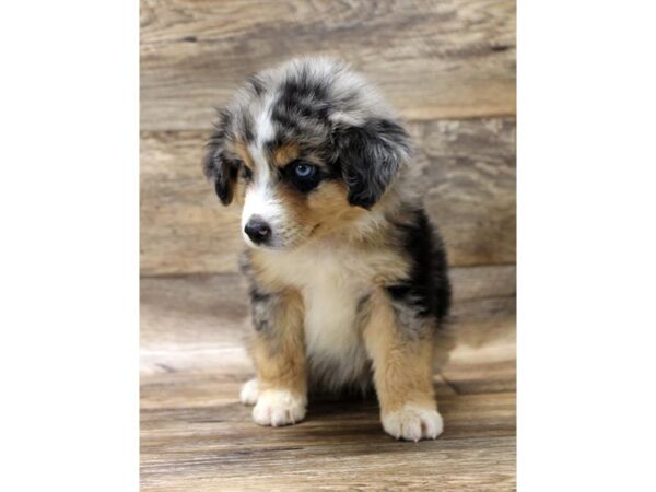 Miniature Australian Shepherd DOG Female Blue Merle 10927 Petland Henderson, Nevada