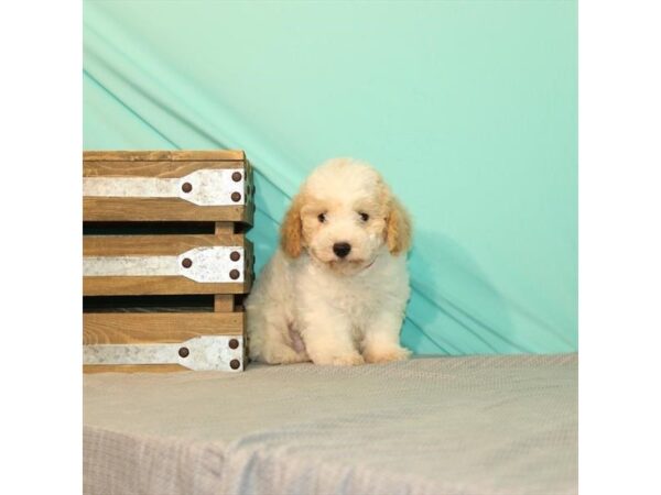 Poodle/Bichon DOG Male White 10928 Petland Henderson, Nevada