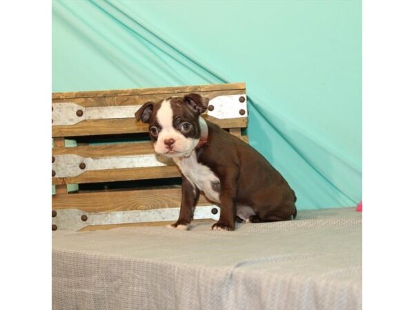 Boston Terrier DOG Male Seal 10923 Petland Henderson, Nevada