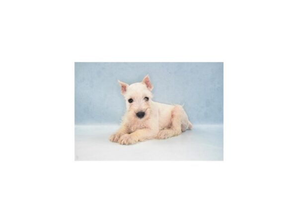 Miniature Schnauzer-DOG-Female-White-10930-Petland Henderson, Nevada