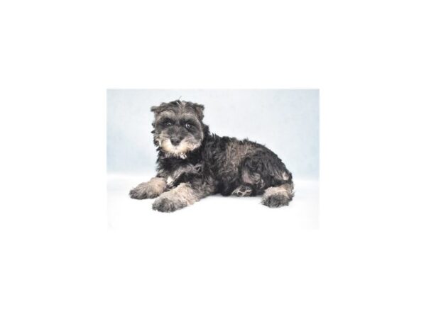 Miniature Schnauzer DOG Male Black and Silver 10931 Petland Henderson, Nevada