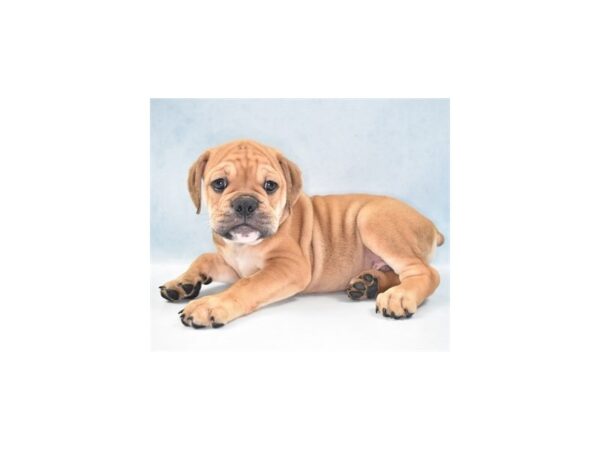 Old English Bulldog-DOG-Male-Red-10938-Petland Henderson, Nevada