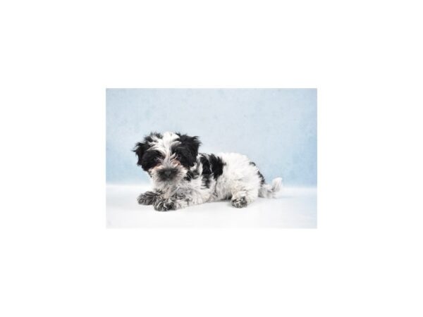 Coton De Tulear DOG Male Black 10937 Petland Henderson, Nevada