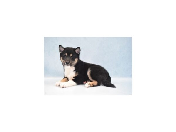 Shiba Inu DOG Male Black and Tan 10934 Petland Henderson, Nevada