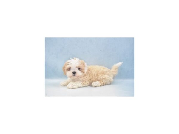 Lhasa Apso DOG Female Cream 10929 Petland Henderson, Nevada