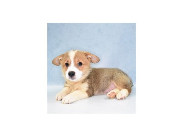 Pembroke Welsh Corgi DOG Male Red 10932 Petland Henderson, Nevada