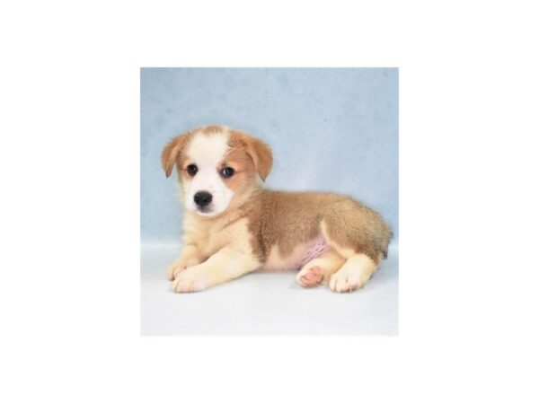 Pembroke Welsh Corgi DOG Male Red 10933 Petland Henderson, Nevada