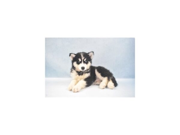 Siberian Husky DOG Male Black and White 10935 Petland Henderson, Nevada