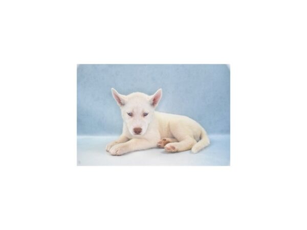 Siberian Husky-DOG-Female-White-10936-Petland Henderson, Nevada