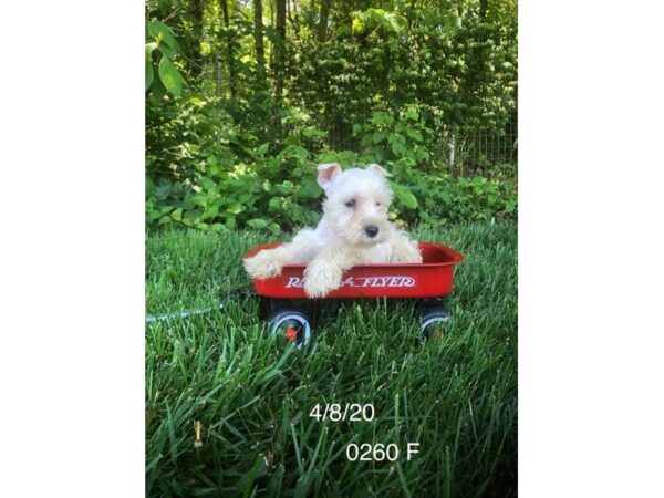 Miniature Schnauzer DOG Female White 10939 Petland Henderson, Nevada