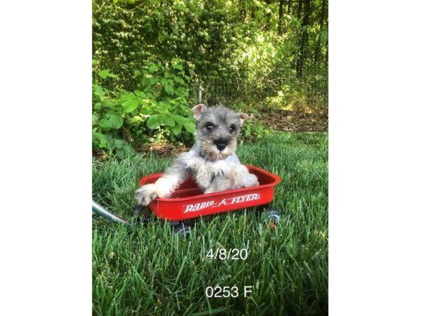 Miniature Schnauzer-DOG-Female-Salt / Pepper-10940-Petland Henderson, Nevada