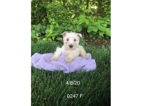 Miniature Schnauzer DOG Female White 10941 Petland Henderson, Nevada