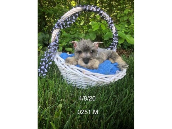 Miniature Schnauzer DOG Male Salt / Pepper 10944 Petland Henderson, Nevada