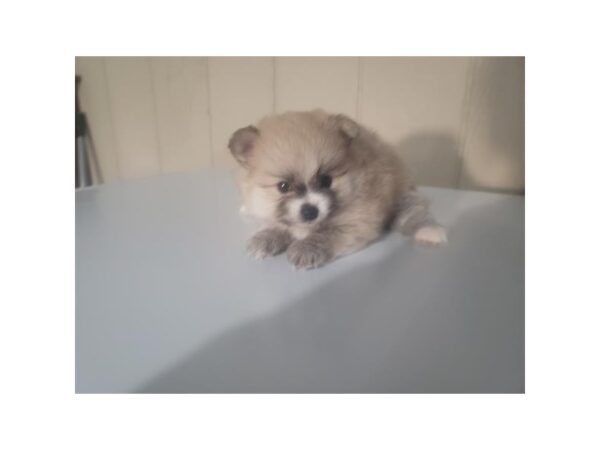 Pomeranian-DOG-Female-Sable-10945-Petland Henderson, Nevada