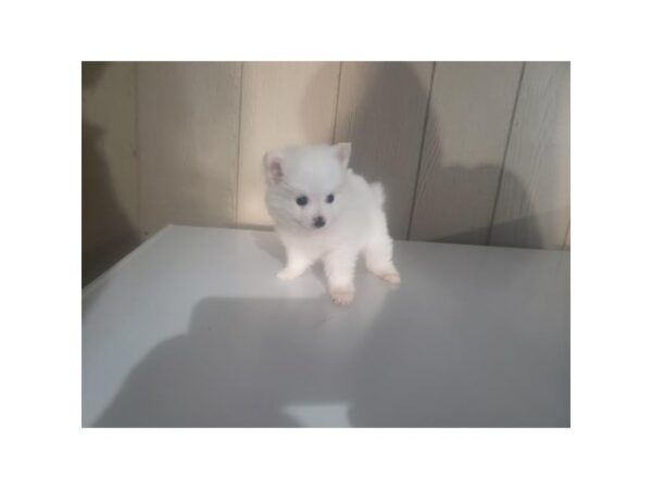 Pomeranian DOG Male White 10946 Petland Henderson, Nevada