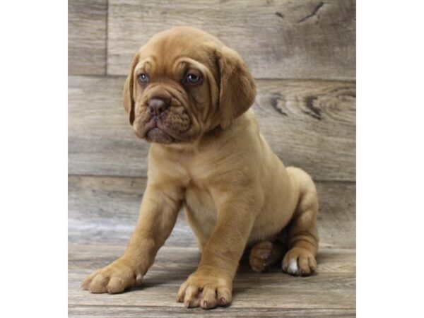 Dogue De Bordeaux-DOG-Female-Red-10949-Petland Henderson, Nevada