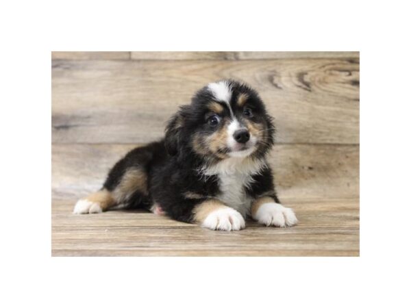 Miniature Australian Shepherd DOG Male Black Tan / White 10950 Petland Henderson, Nevada