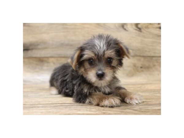 Morkie DOG Male Black / Tan 10951 Petland Henderson, Nevada