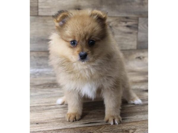 Pomeranian DOG Male Red Sable 10947 Petland Henderson, Nevada