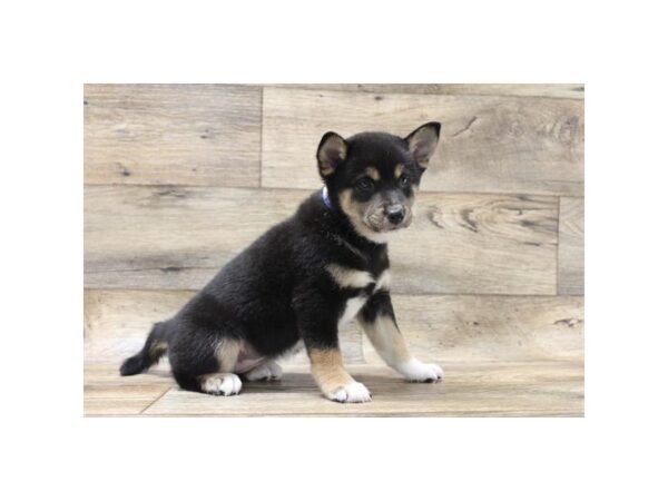 Shiba Inu DOG Female Black / Tan 10948 Petland Henderson, Nevada