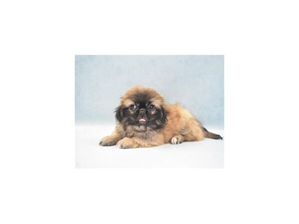 Pekingese-DOG-Female-Fawn-10952-Petland Henderson, Nevada