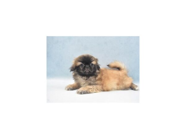 Pekingese-DOG-Male-Fawn-10953-Petland Henderson, Nevada