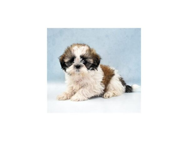 Shih Tzu-DOG-Female-Gold and White-10954-Petland Henderson, Nevada
