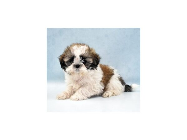 Shih Tzu DOG Female Gold and White 10954 Petland Henderson, Nevada